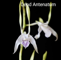 Dendrobium Antenattum