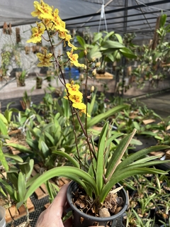 Imagem do Orquídea Toluminia cores diversas (pote 11)
