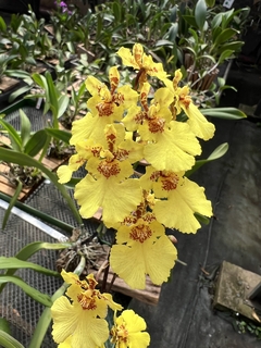 Orquídea Toluminia cores diversas (pote 11)