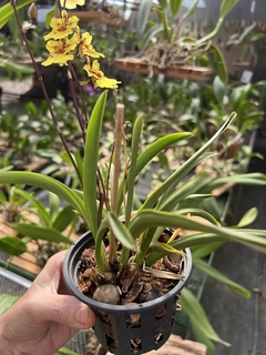 Orquídea Toluminia cores diversas (pote 11) - comprar online