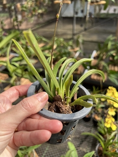 Orquídea Toluminia cores diversas (pote 11) na internet