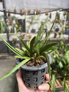 Orquídea Toluminia cores diversas (pote 11) - Orquideomania