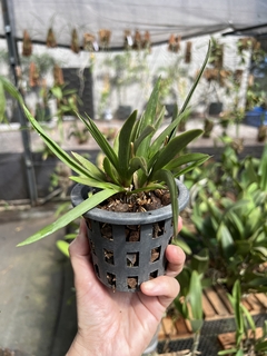 Orquídea Toluminia cores diversas (pote 11) - loja online