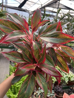 Aglaonema Creta - Orquideomania