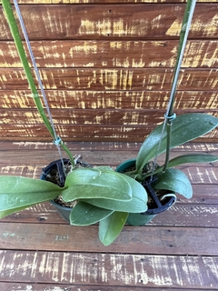 kit orquudea Phalaenopsis com 2 un. - comprar online