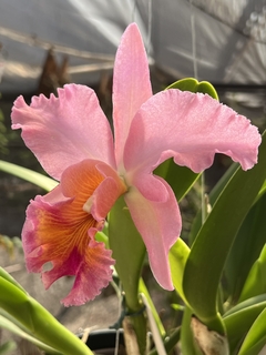 Blc. George King Serendipity (espata floral) - Orquideomania
