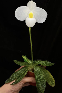 Paph denelatii alba (sapatinho) - comprar online