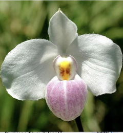 Paph denelatii tipo (sapatinho)