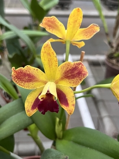Orquídea Lc. Chocotone Gold (botões)