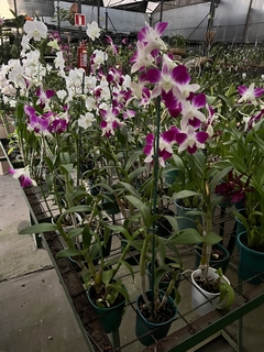 Orquídea Denphal “flamea” - comprar online