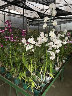 Orquídea Denphal “suave” na internet