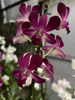Orquídea Denphal bordô
