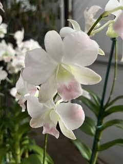 Orquídea Denphal “suave” - comprar online