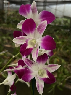 Orquídea Denphal “flamea”
