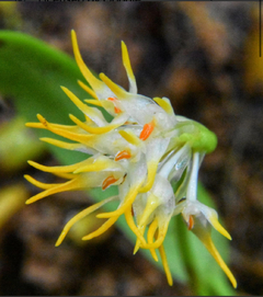 Bulbophyllum odoratissimum (2 unidades)
