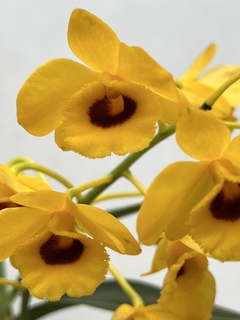 Dendrobium Chrysotoxum oculatum na internet