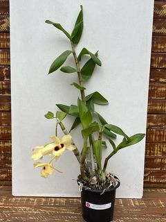 Dendrobium Gatton Sunray - comprar online