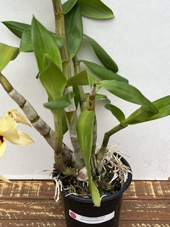 Dendrobium Gatton Sunray - loja online