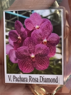 Vanda Pachara Rosa Diamond (adulta) na internet