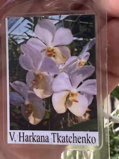 Vanda Harkana Tkaychenko 540 (adulta)
