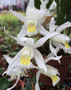 Orquídea Coelogyne intermédia
