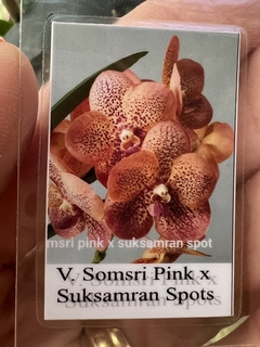 Vanda Somsri Pink x Suksamran Spots (adulta) na internet