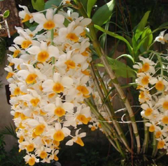 Dendrobium Thyrsiflorum x Dend Mousme (porte GG)