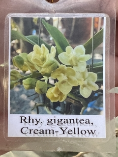 Rhynchostylis gigantea Cream Yellow (adulta e perfumada) - comprar online