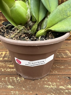 Orquídea Cattleya Blc. Beatriz Kunning - Orquideomania - A Melhor loja para comprar Orquídeas online.