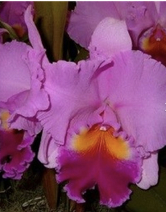 Orquídea Cattleya Blc. Beatriz Kunning - comprar online