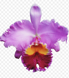 Orquídea Cattleya Blc. Beatriz Kunning