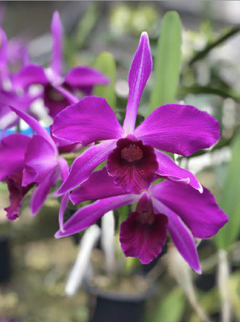 Orquídea Laelia Purpurata sanguínea