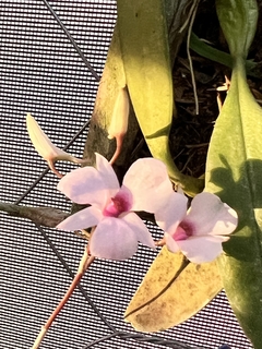 Dendrobium Barbatullum (importado) - Orquideomania - A Melhor loja para comprar Orquídeas online.