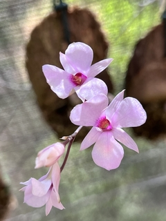 Dendrobium Barbatullum (importado)