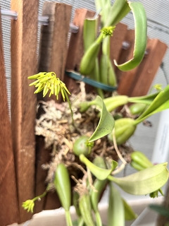 Bulbophyllum tigridum - Orquideomania - A Melhor loja para comprar Orquídeas online.