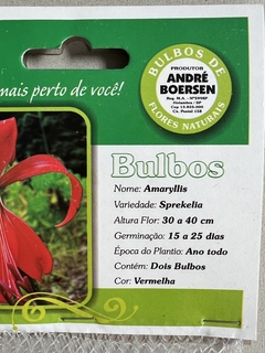 Bulbo de Amarilis Sprekelia - Orquideomania - A Melhor loja para comprar Orquídeas online.