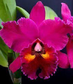 Orquídea Blc Edisto 'New Berry”