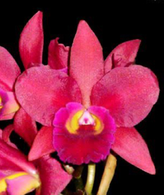 Orquídea Lc. Suzuki´s Red Star (vaso 17)