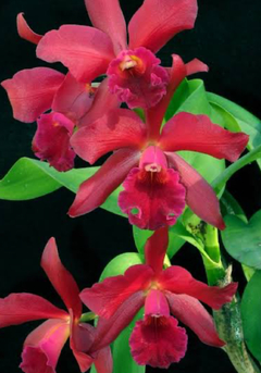 Orquídea Lc. Suzuki´s Red Star (vaso 17) - comprar online