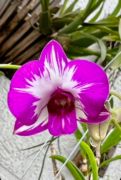 Dendrobium Star white (importado) - comprar online