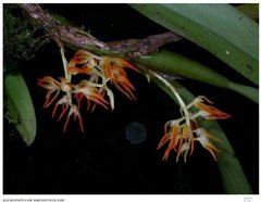 Bulbophyllum Angustifolium - comprar online