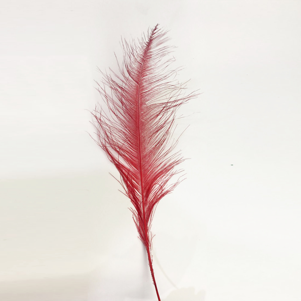 Pluma buenos aires florianopolis top