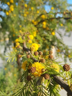 Boina PRIMAVERA - PAISANA