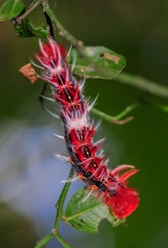 Boina MARIPOSA BANDERA ARGENTINA - tienda online