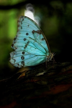 Boina MARIPOSA BANDERA ARGENTINA - PAISANA