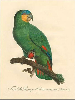 Barraband Parrot, PL 110 - Barraband - Pictus - Quadros, Gravuras e Posters -Entrega em Todo Brasil