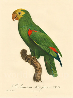 gravura classica papagaio