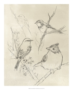 Vintage Songbird Sketch I - June Erica Vess