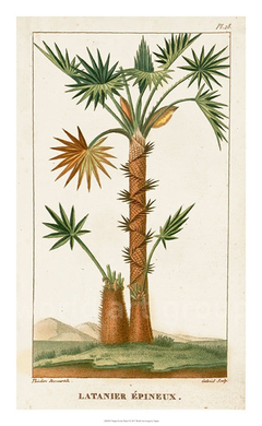 Turpin Exotic Palms I - Turpin