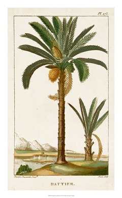 quadro botanica bananeira